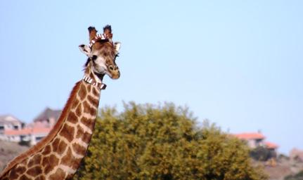 Giraffe mit GPS